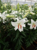 [4240 Siberia JWL No01.JPG]